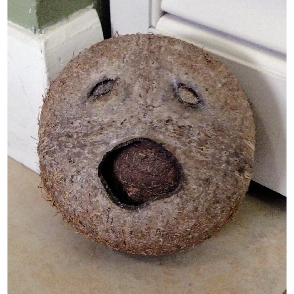 One Very Unique Natural Coconut Inside A Coconut Face Home Country Ocean Decor